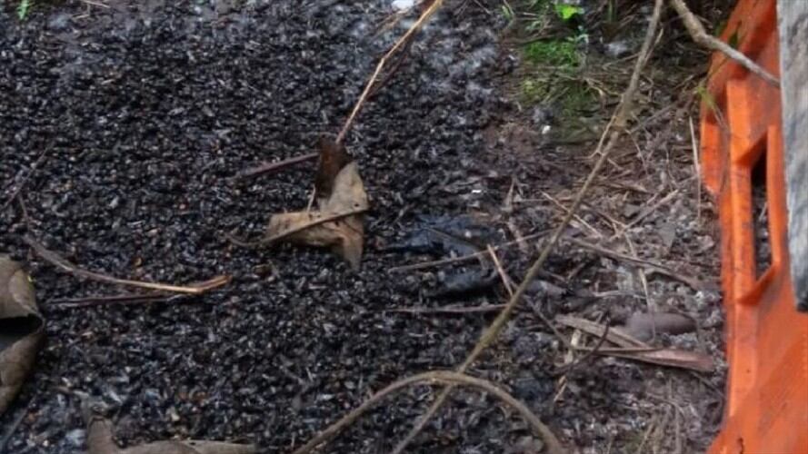 En cuatro municipios de Santander se originó mortandad de abejas.. Foto:Suministrada.