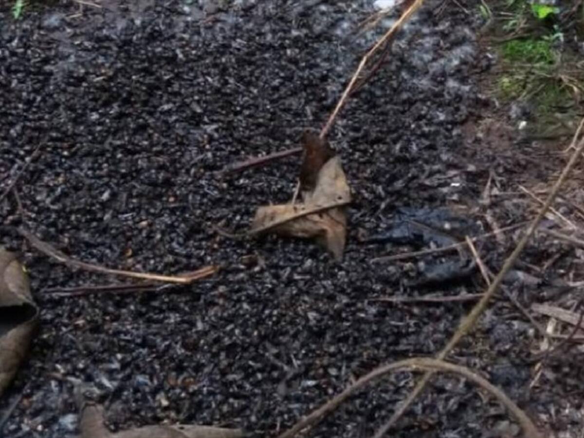 Mortandad de abejas en Santander no se originó por avispón asiático