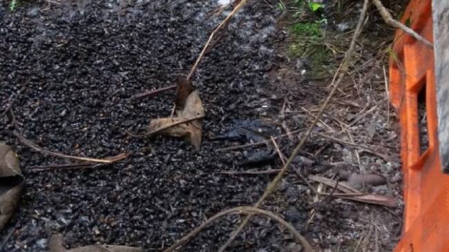 En cuatro municipios de Santander se originó mortandad de abejas.. Foto:Suministrada.