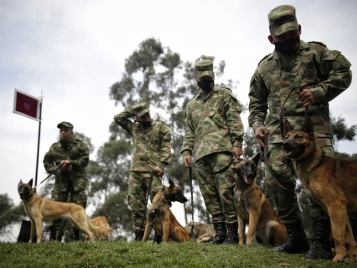 Así entrena el Ejército a perros antiexplosivos de cara a las elecciones