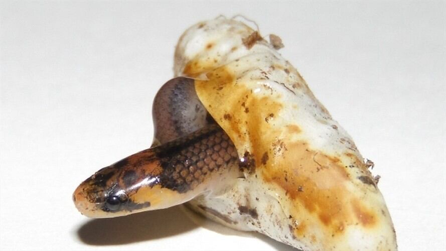 Serpiente Santander. Foto:UIS