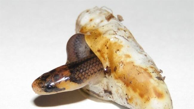 Serpiente Santander. Foto:UIS