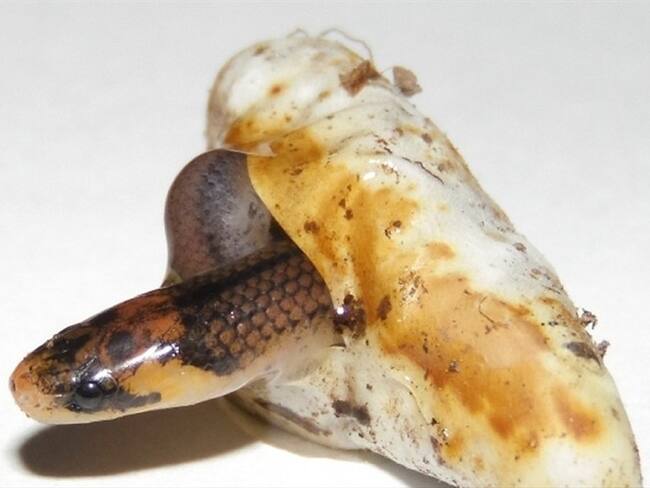 Serpiente Santander. Foto:UIS