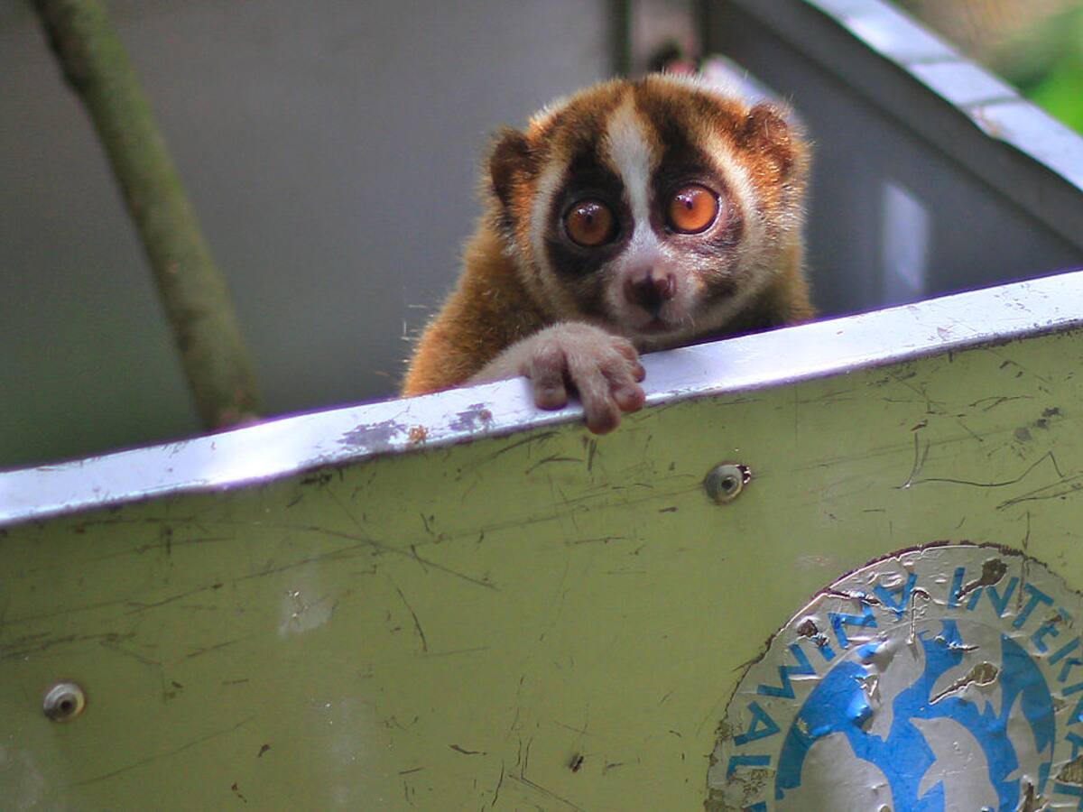 ¿Cuál es el único primate venenoso del mundo? Está en peligro de extinción