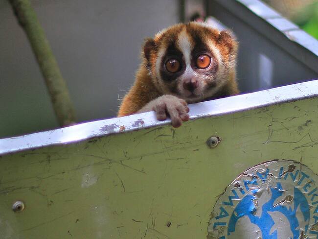 Loris perezoso. Foto: Jefta Images/Future Publishing via Getty Images.