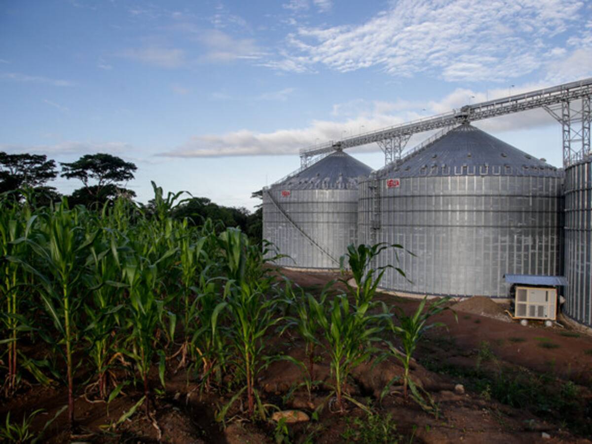 Desmonte del incentivo al almacenamiento genera malestar en el sector arrocero del país