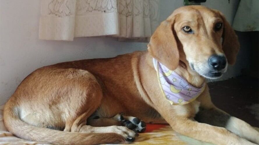 Nuevo caso de maltrato animal: le cosieron los genitales a una perrita para evitar su reproducción. Foto: Twitter @Logicoyzoo