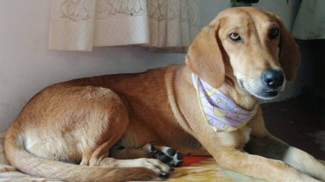 Nuevo caso de maltrato animal: le cosieron los genitales a una perrita para evitar su reproducción. Foto: Twitter @Logicoyzoo