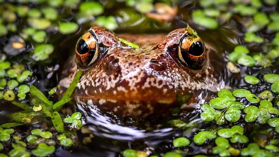 Imagen de referencia- Rana. Foto: Getty Images