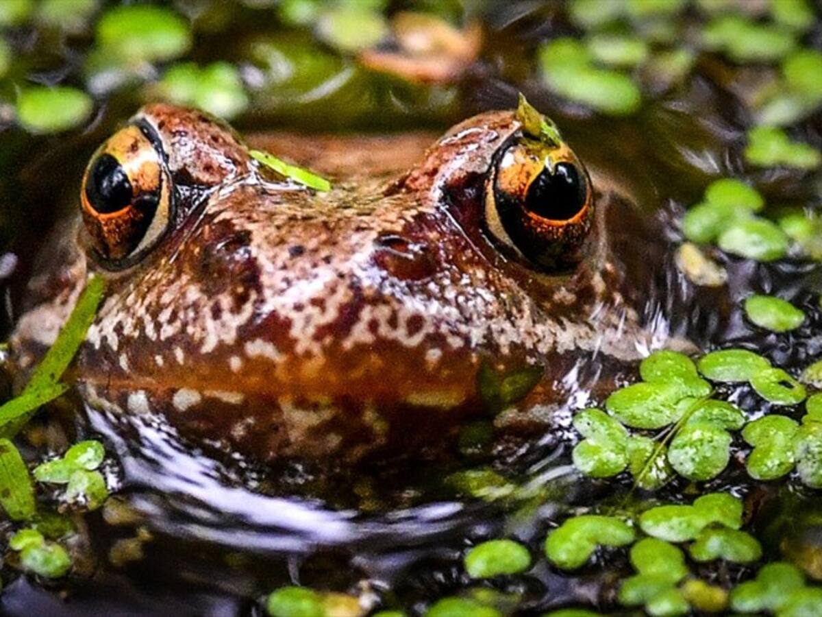 Descubrieron en Colombia una rana que croa como cabra