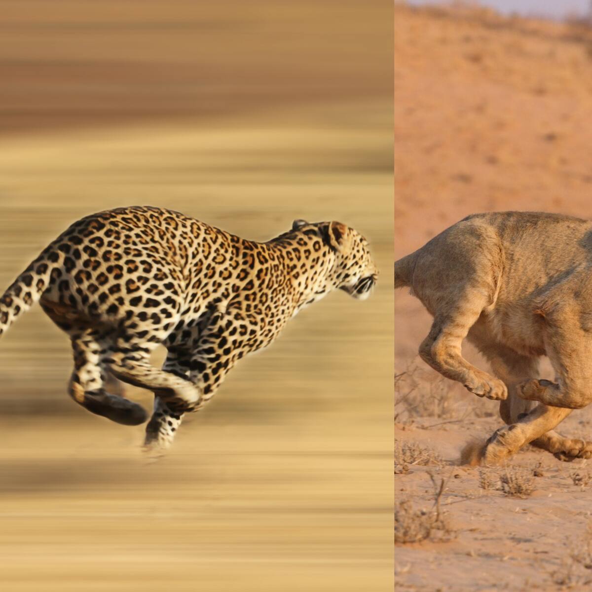 ¿Quién corre más el leopardo o el león? Esta es la respuesta de la inteligencia artificial