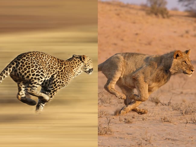 Leopardo y león. Foto: Getty Images
