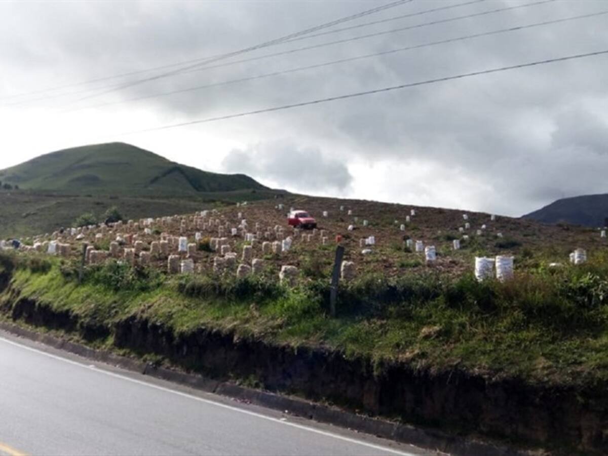 Productores de papa en Norte de Santander afectados por sobreoferta