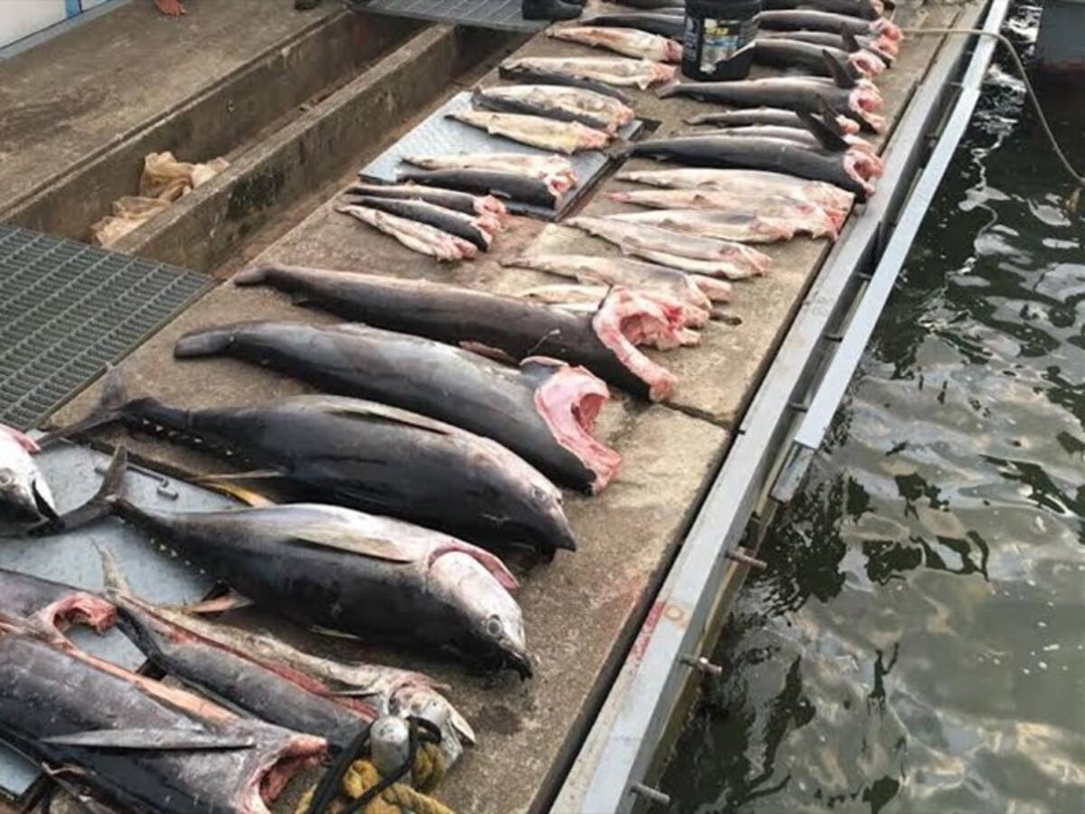 Aprehendieron un barco colombiano pescando en zona prohibida de Panamá