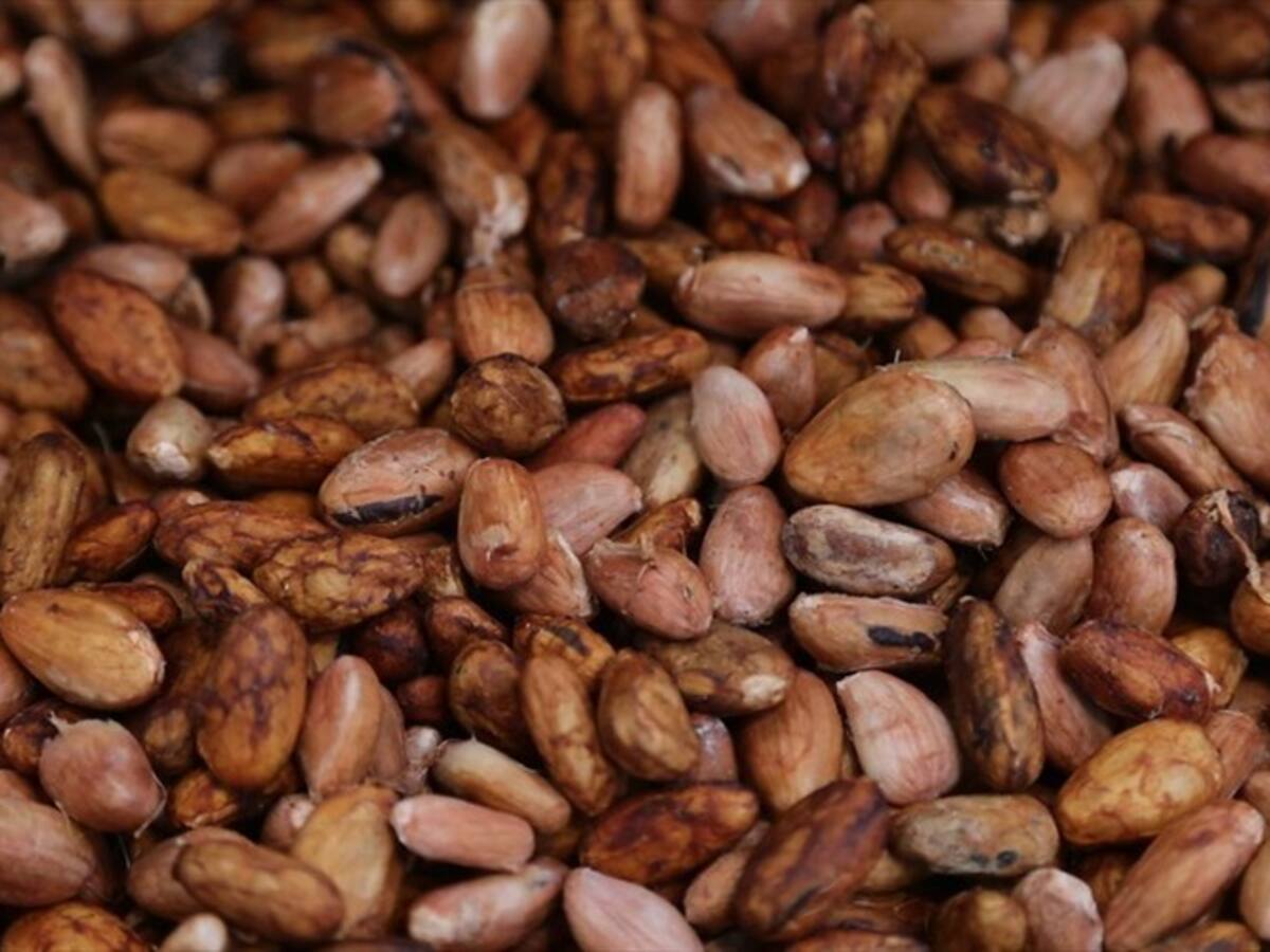 Se renovarán 10 mil hectáreas de cacao el próximo año para mejorar la productividad