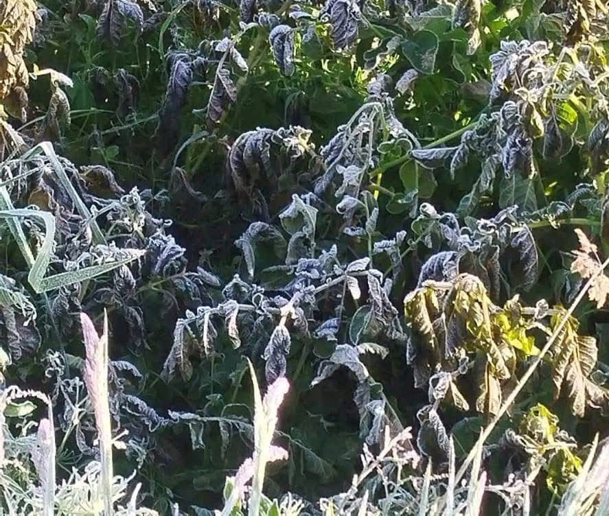 Los cultivos de papa son los más afectados. Crédito: Suministrada.