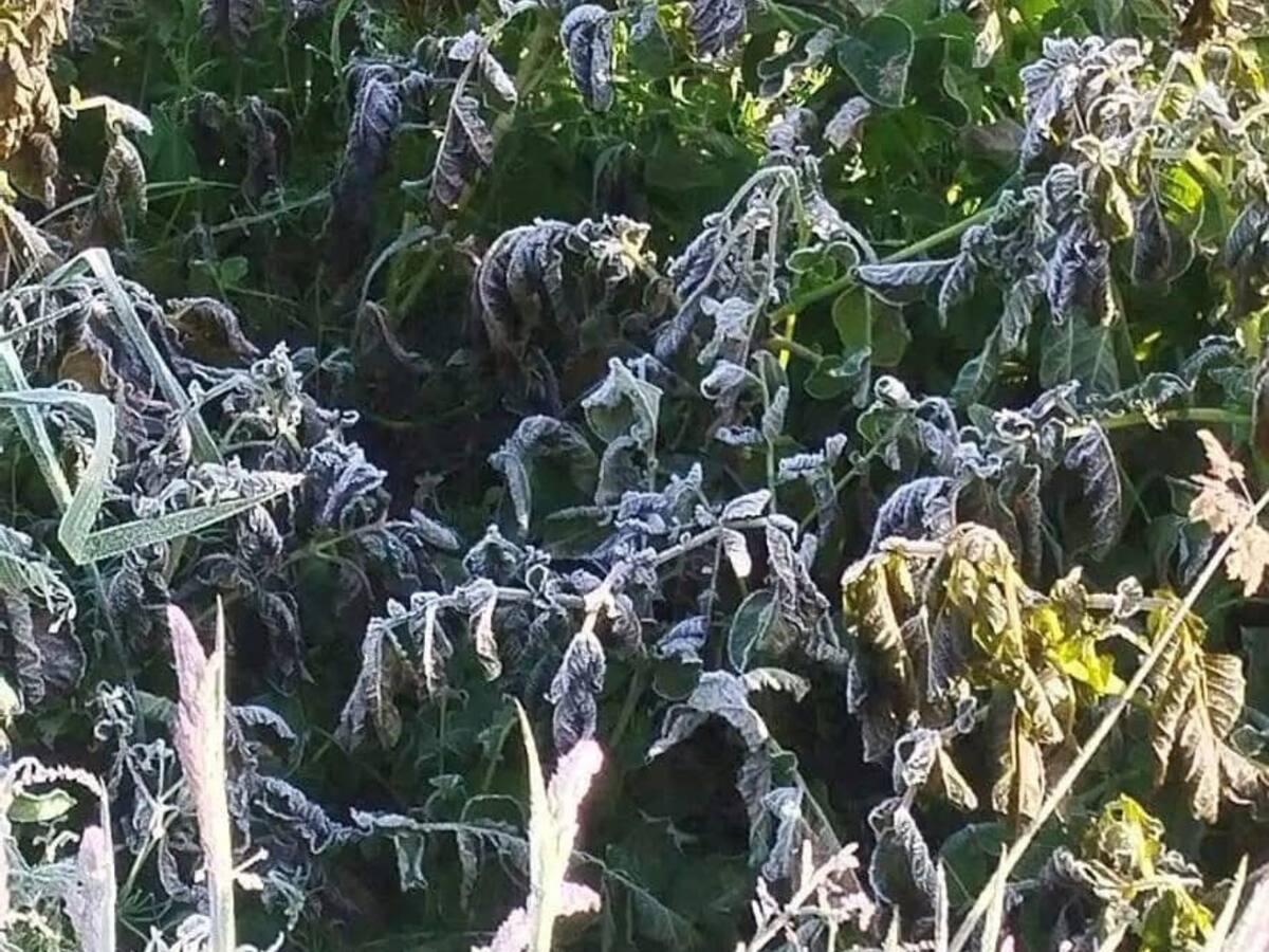 Fuertes heladas arrasaron con cultivos de papa y fresa en el Cauca