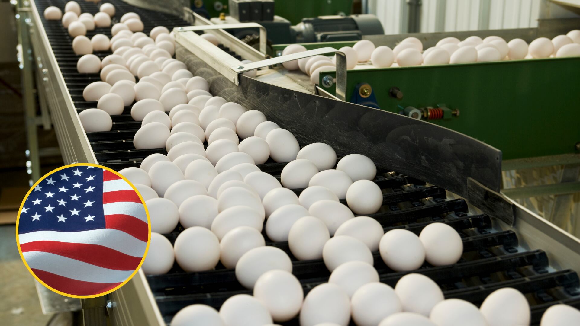 Granja de huevos. FOTO: Robert J. Polett/Design Pics Editorial/Universal Images Group via Getty Images