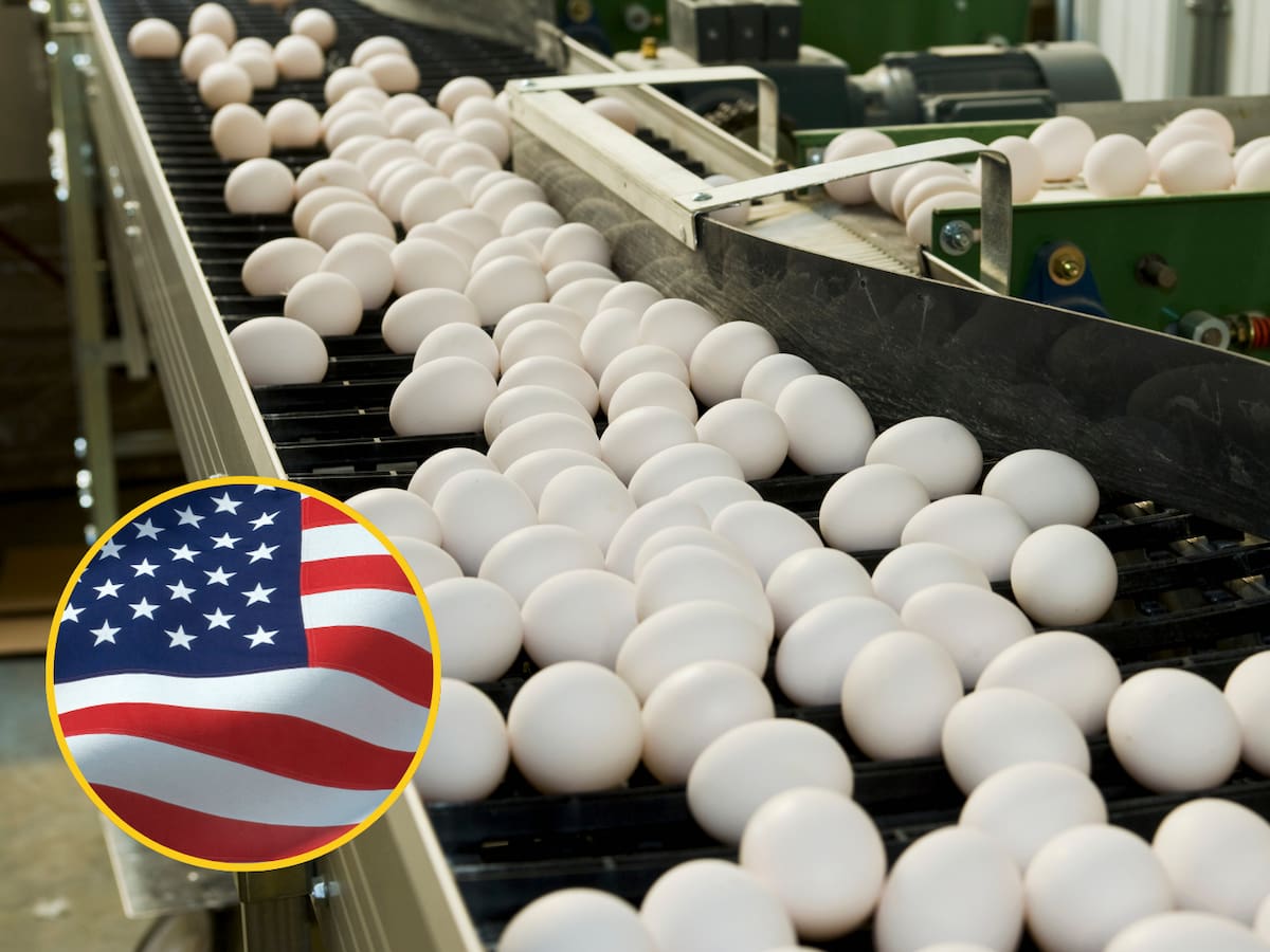 El precio de una docena de huevos en EEUU alcanzó casi los cinco dólares, una cifra récord