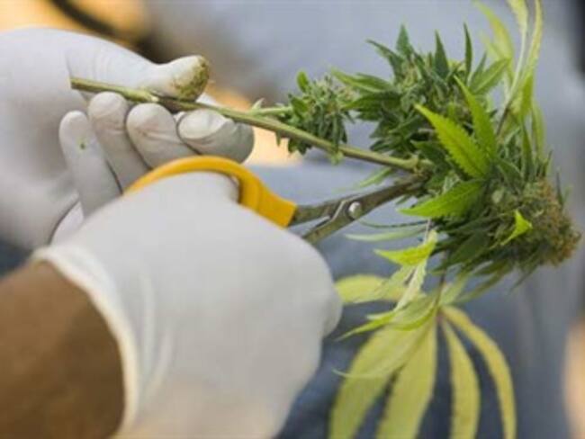 El alcohol y la marihuana son las drogas de mayor consumo en América Latina y el Caribe: CICAD