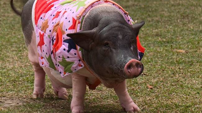 La taiwanesa que comparte piso con cuatro cerdos. Foto: Agencia AFP