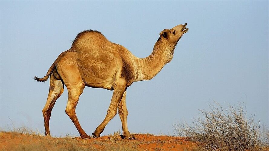 Los 5000 camellos que fueron sacrificados en Australia . Foto: Getty Images