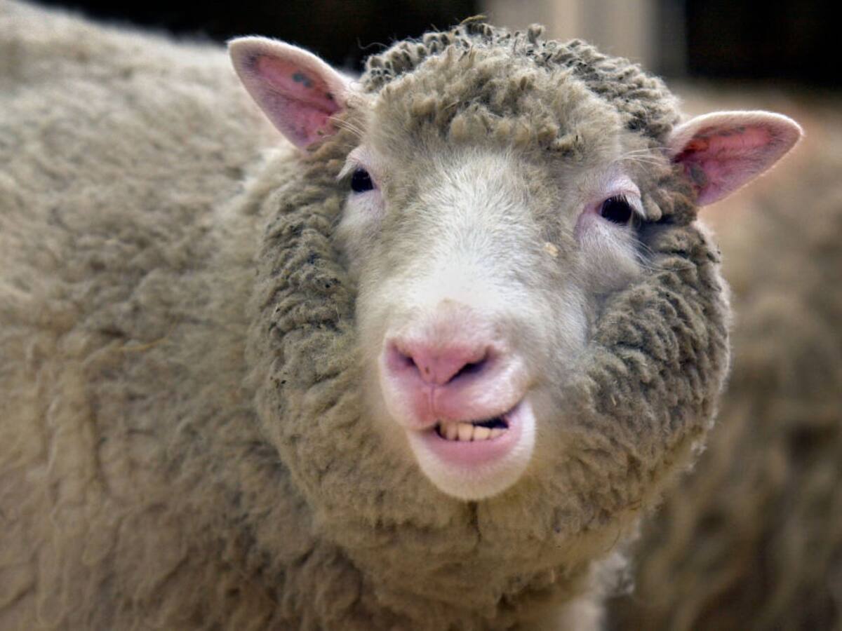 Hito W: Un día como hoy murió el que fue durante muchos años el animal más famoso del mundo