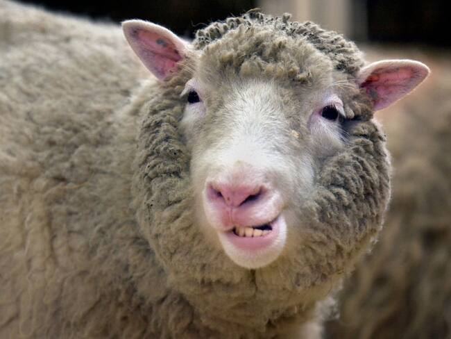 Hito W: Un día como hoy murió el que fue durante muchos años el animal más famoso del mundo.