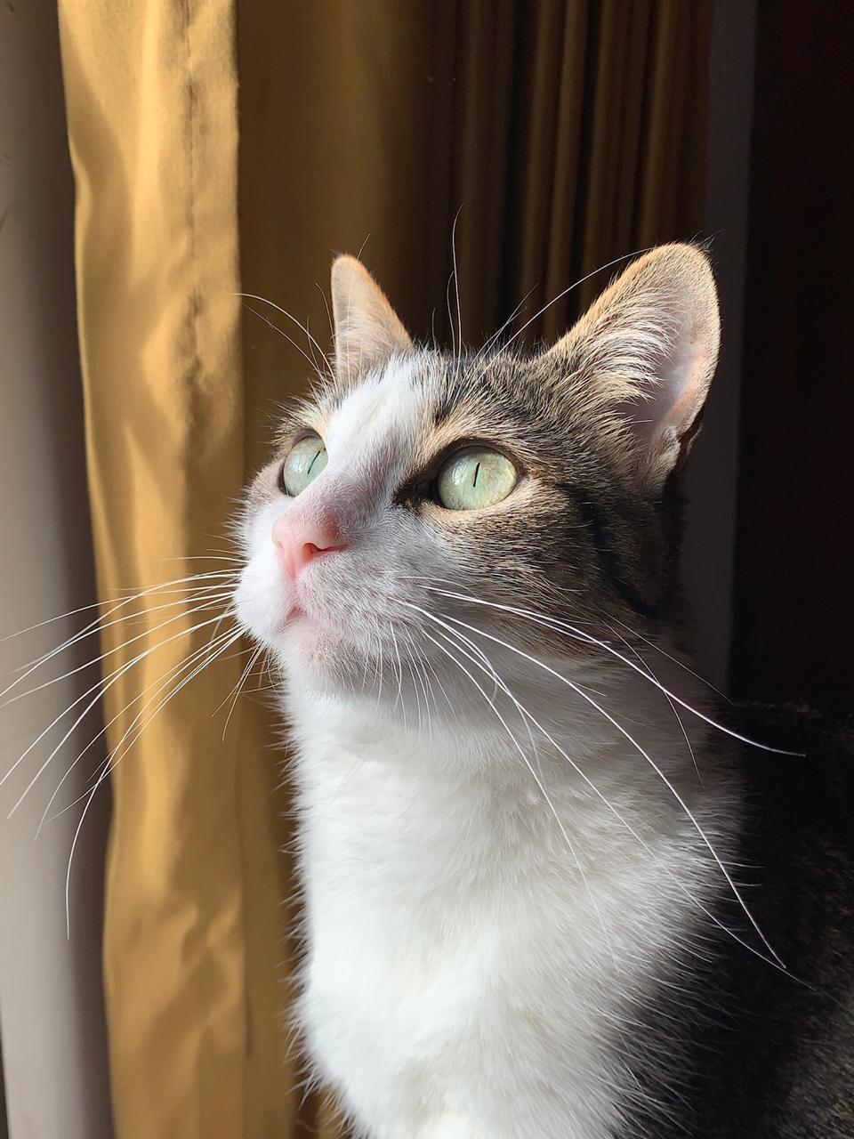 Gato imagen de referencia. Foto: Getty Images.