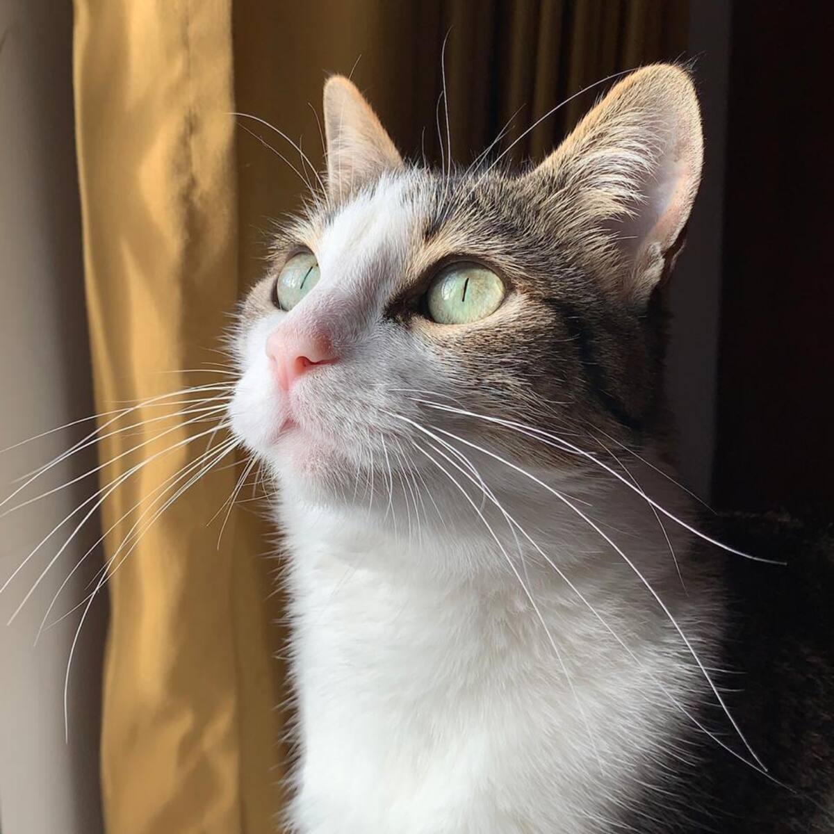 ¿Qué quiere decir el ronroneo de los gatos? Esto explica la ciencia