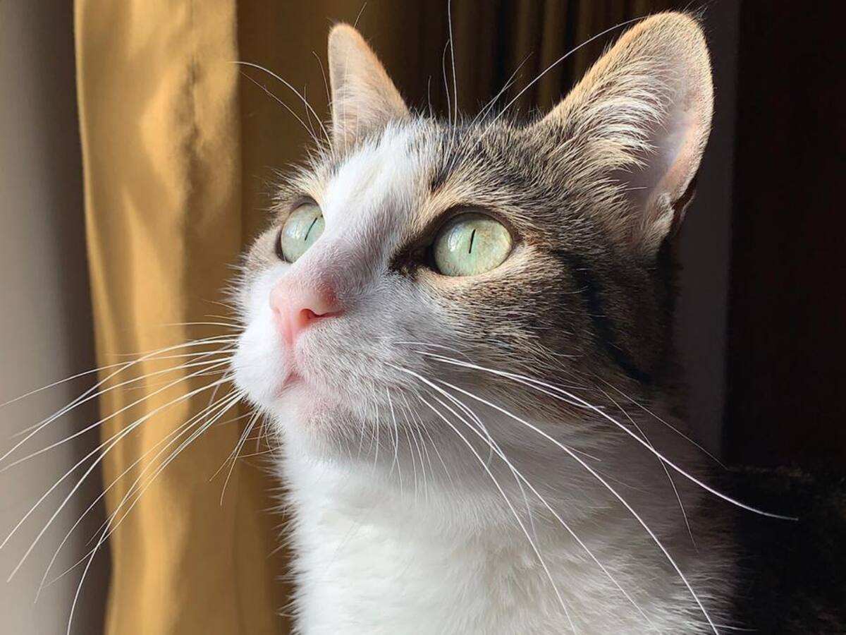 ¿Qué quiere decir el ronroneo de los gatos? Esto explica la ciencia