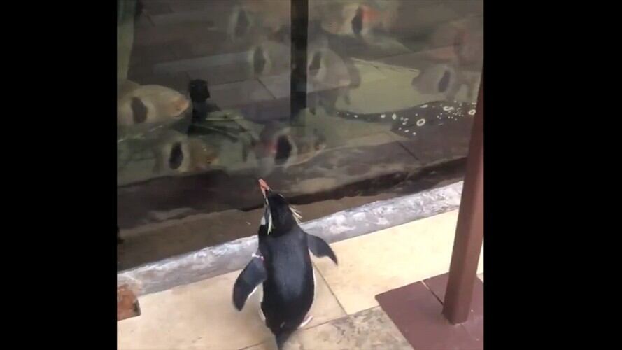 Este zoológico tuvo que cerrar por el Coronavirus, lo que le permitió a los animales poder pasear "como pedro por su casa".. Foto: Captura de video