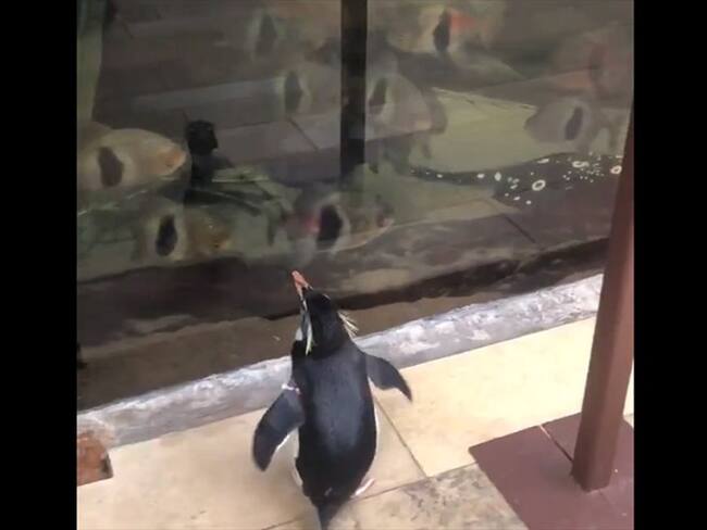 Este zoológico tuvo que cerrar por el Coronavirus, lo que le permitió a los animales poder pasear "como pedro por su casa".. Foto: Captura de video