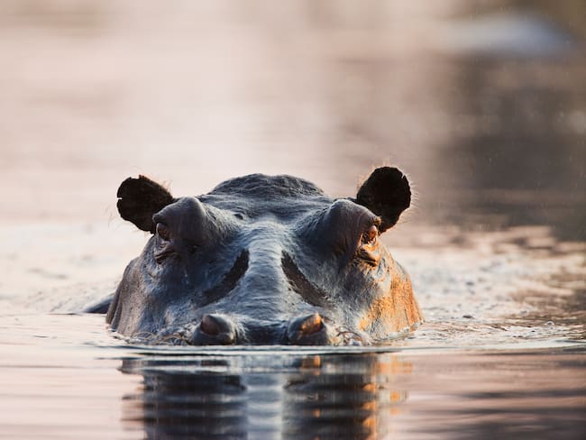 Hipopótamo. Foto: Getty Images