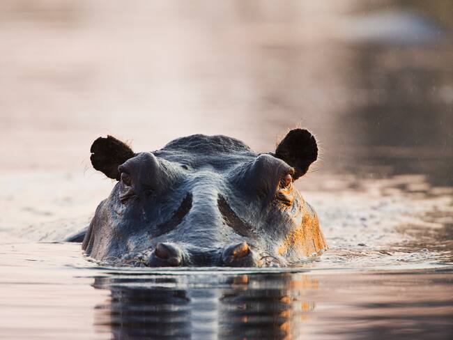 Hipopótamo. Foto: Getty Images