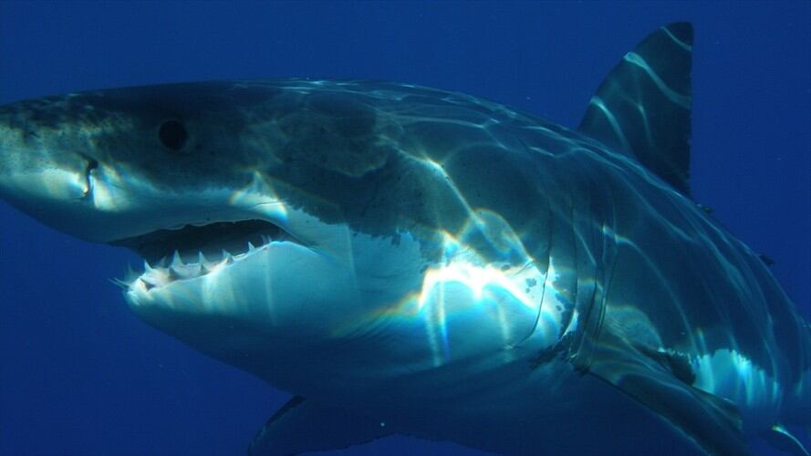 Muere mujer que fue atacada por un tiburón blanco en Bahamas. Foto: Pixabay