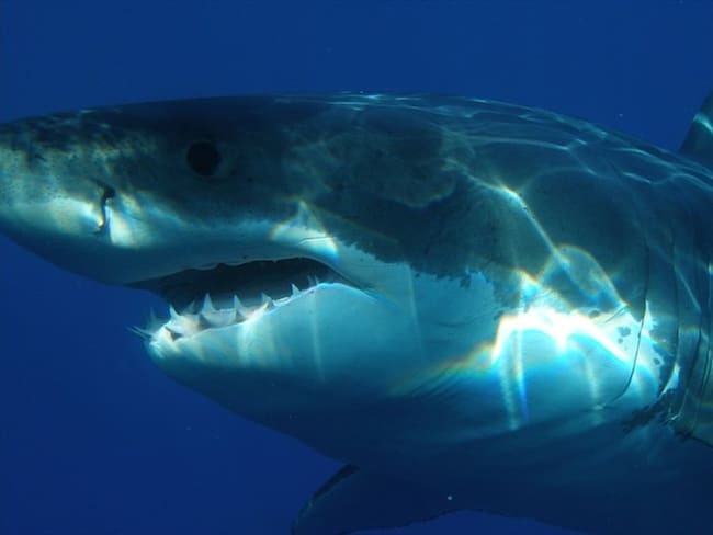 Muere mujer que fue atacada por un tiburón blanco en Bahamas. Foto: Pixabay