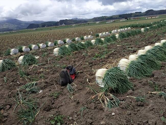 En el caso de la cebolla fueron $250 millones diarios en pérdidas y en el sector piscícola más de 70 toneladas represadas de trucha.. Foto: W