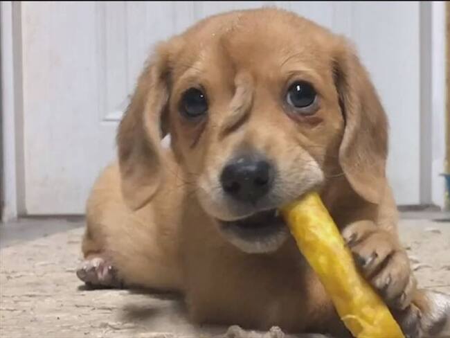 Conozca a Narwhal, ‘el perro unicornio’ que tiene una cola en la frente