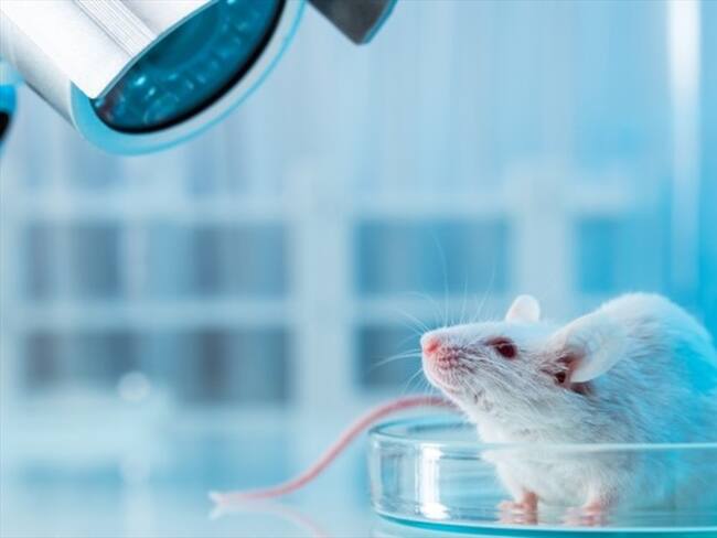 Foto de referencia de un ratón en un laboratorio. Foto: Getty Images