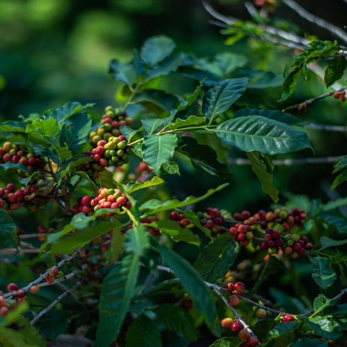 Risaralda, compartiendo el café, turismo y naturaleza