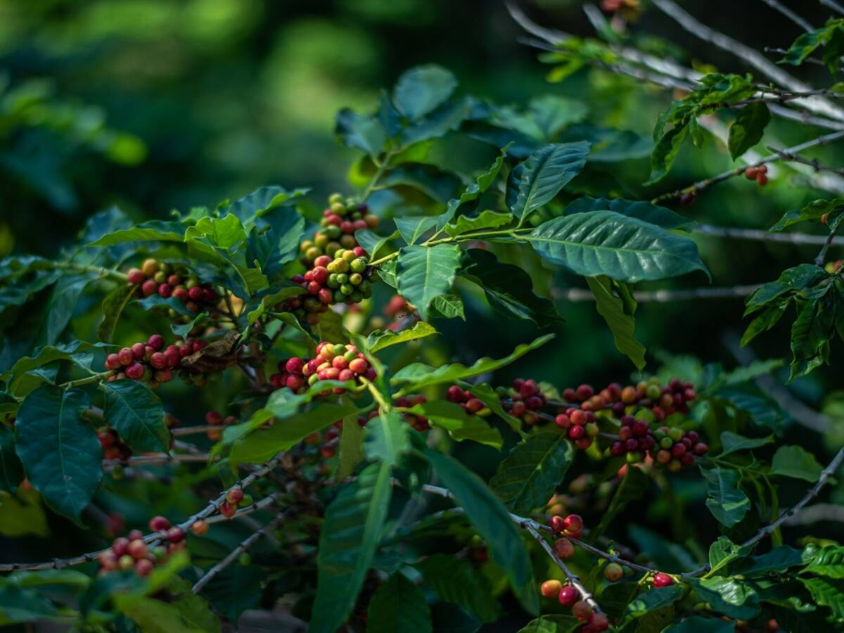 ¿Por qué salió de la FNC Felipe Robayo, quien podría ser el nuevo gerente?