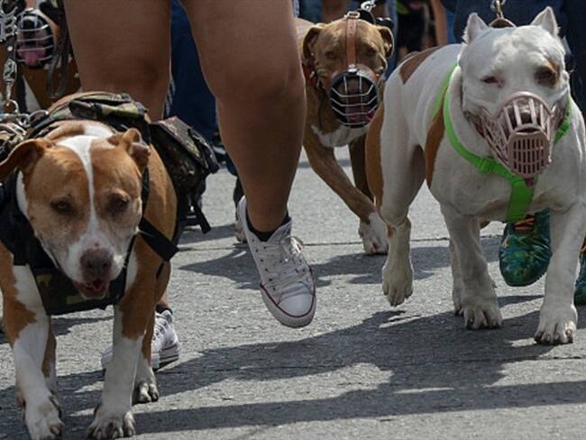 9 mil perros de razas consideradas como peligrosas serán registrados con microchip en Cali. Foto: Getty Images