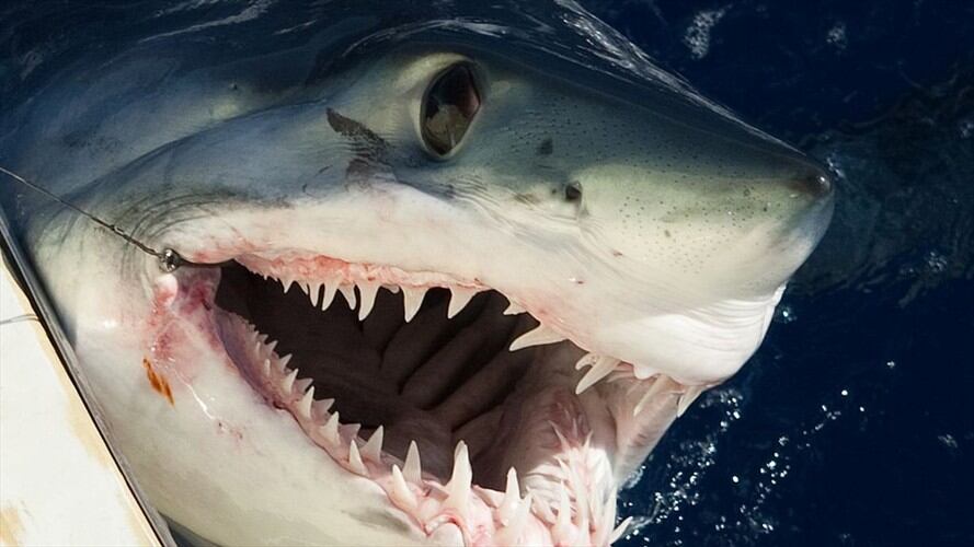 Caza de tiburones. Foto: Getty Images