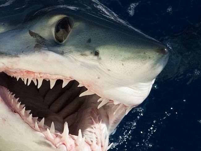 Caza de tiburones. Foto: Getty Images