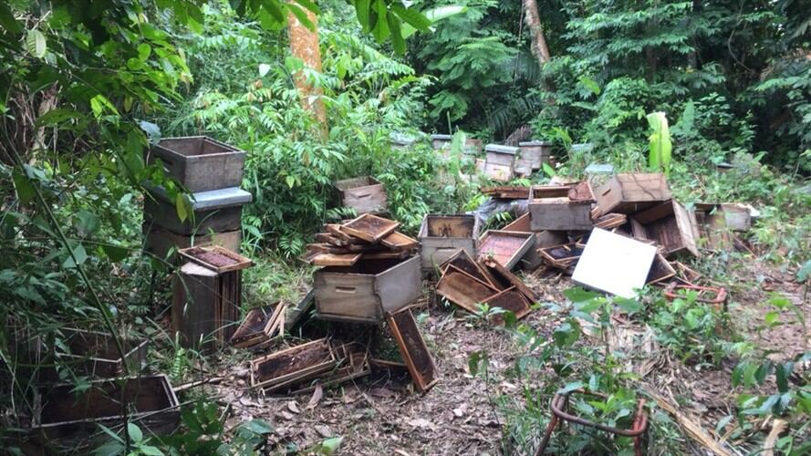 Más de 70 millones de abejas habrían muerto en Tierralta, Córdoba. Foto: Cortesía