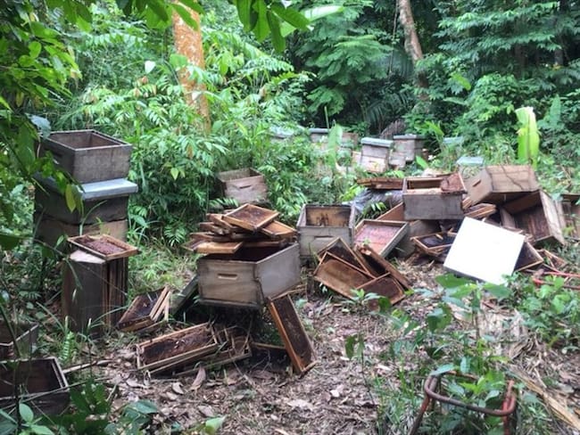 Más de 70 millones de abejas habrían muerto en Tierralta, Córdoba. Foto: Cortesía