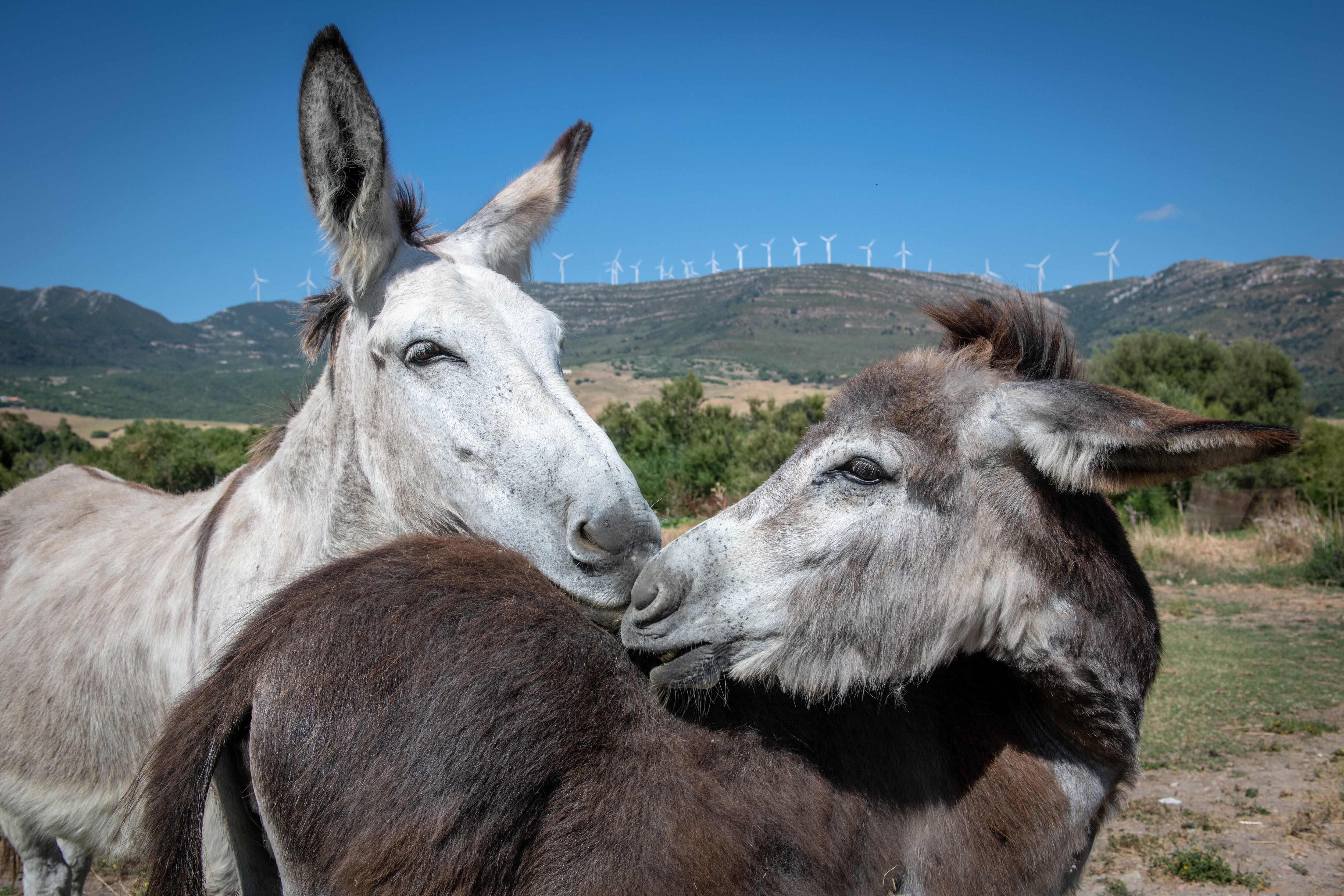 ¿Se lo ha preguntado? Estas son las diferencias entre un burro, un asno y una mula. Getty Images.