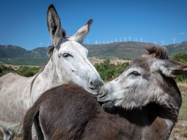 ¿Se lo ha preguntado? Estas son las diferencias entre un burro, un asno y una mula. Getty Images.