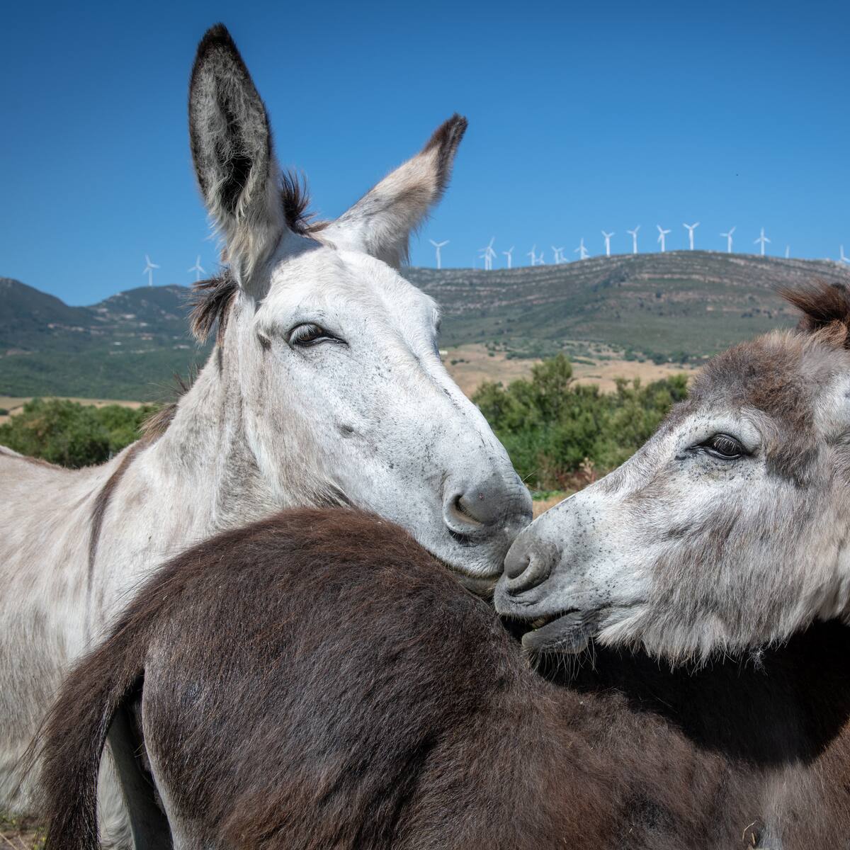 ¿Se lo ha preguntado? Estas son las diferencias entre un burro, un asno y una mula